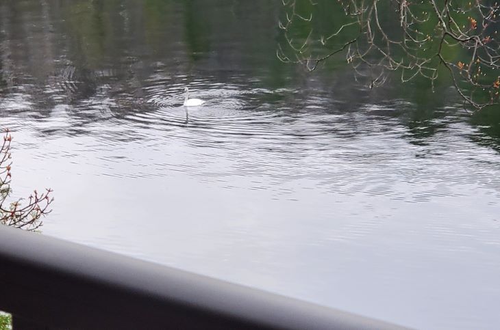 Zz22tlwE-swan.jpg