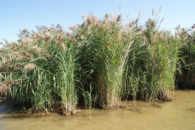Ontario announces funding to combat invasive species