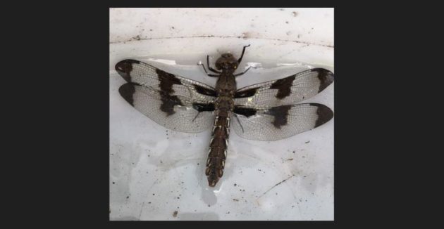 Magical dragonflies