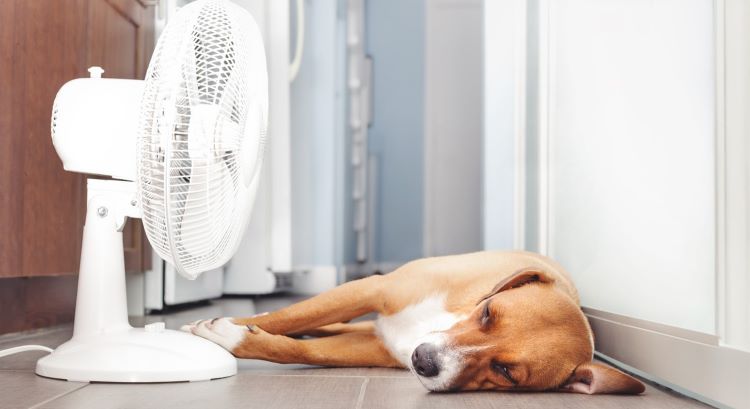 heat-doggy.jpg