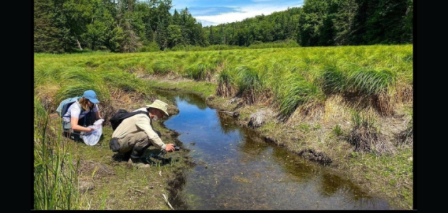 Join Muskoka Conservancy for the Bugs in Mud Nature Quest
