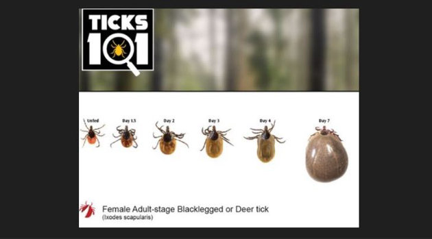 Know your ticks and protect yourself