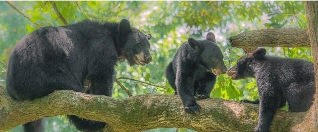 Be Bear Wise and prevent bear encounters