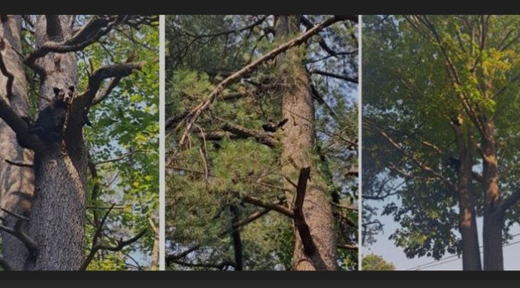 Bears-at-Spruce_E.jpg
