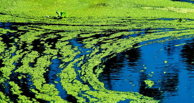 Health Unit advises of blue-green algae bloom on Longs Lake