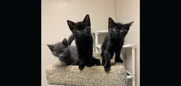 Spay/neuter and wellness clinic for cats in Bracebridge Oct. 2-4