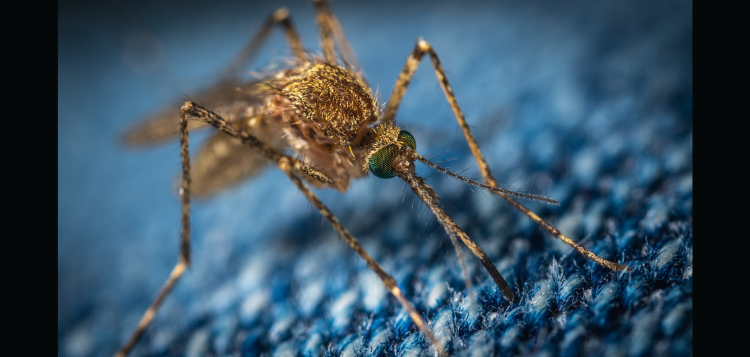mosquito-1.png
