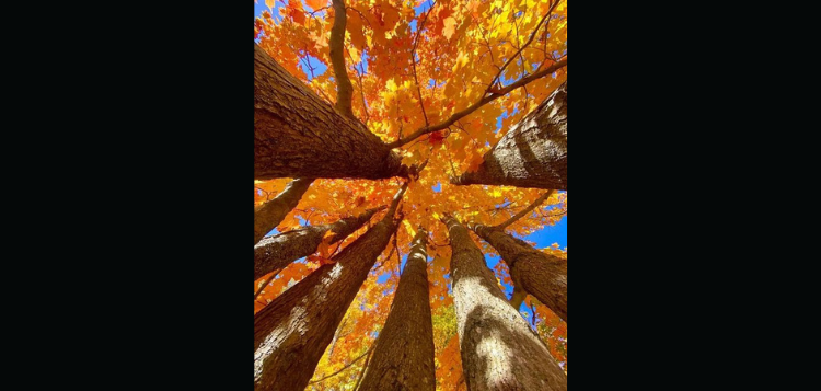 trees.png