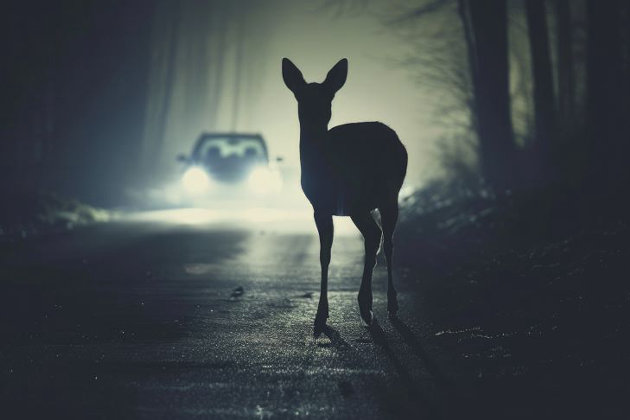 OPP advises motorists of increasing risks of wildlife-related motor vehicle collisions in the upcoming months