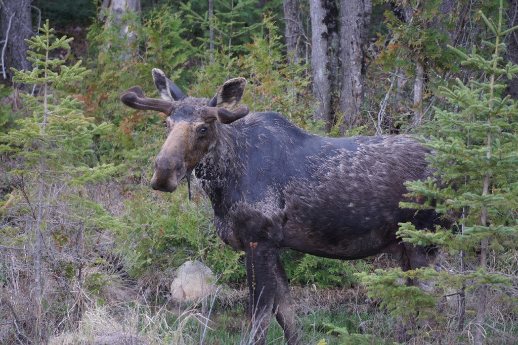 Moose.jpg