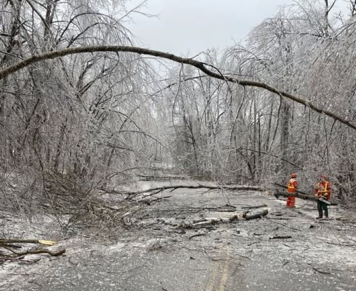 fhpbMYlP-downed-trees-E.jpg