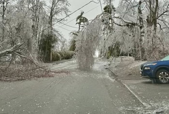 kyu3Ncgy-hydro-One-dowed-tree.jpg