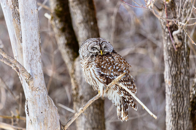 owl.jpg