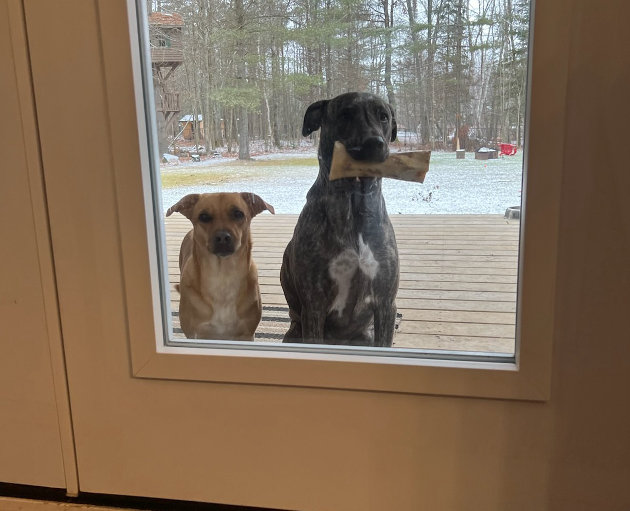 Harrowing canine misadventure ends well thanks to Kimberly-Clark employee