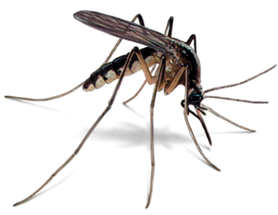 mosquito-ED.png