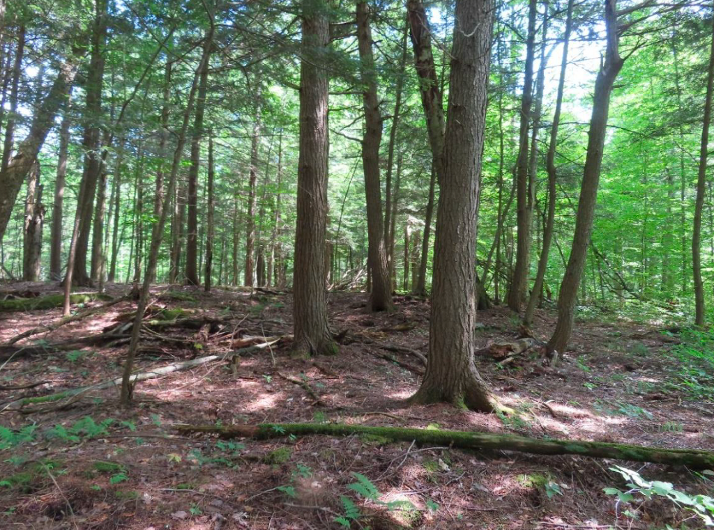 Westermain-Woods-Image.png