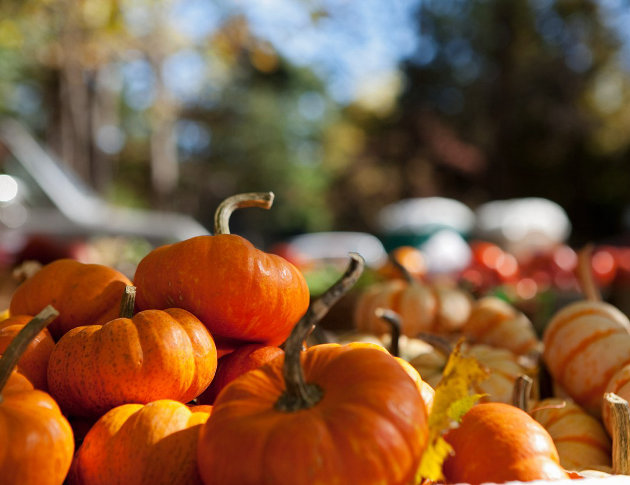 Check out the Heritage Fall Fair at Muskoka Heritage Place this weekend