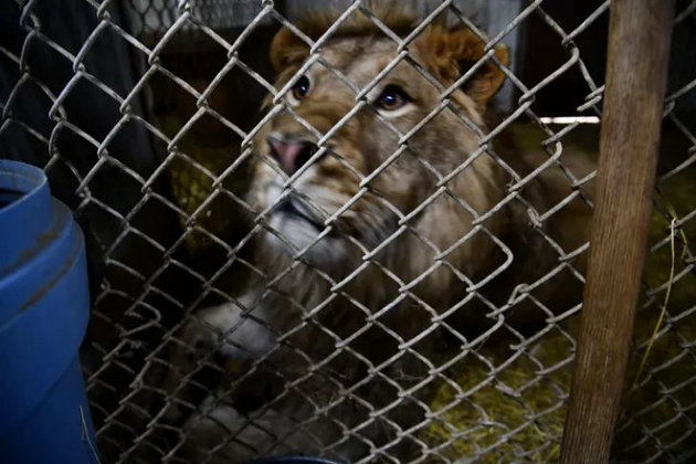 Animal protection groups demand stronger federal legislation to protect wildlife in captivity