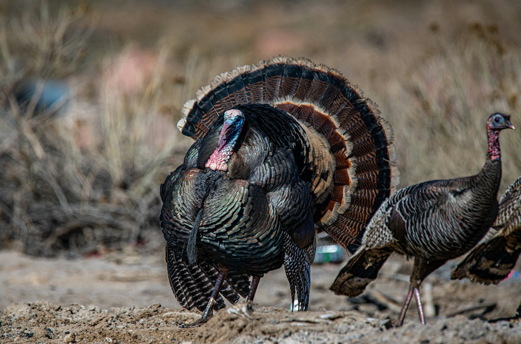 wild-turkey.jpg