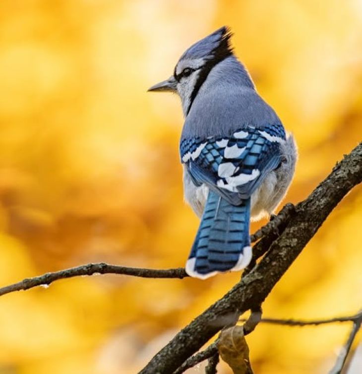 blue-jay-bird-ED.jpg