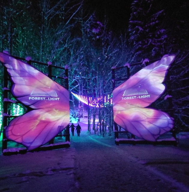 Forest of Light at Sandhill Nursery officially opens