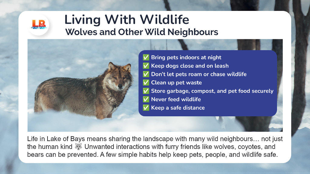 wildlife.jpg