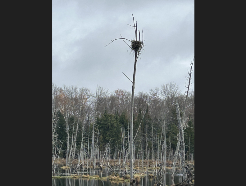 lW4Omgp9-nature-reserve.png