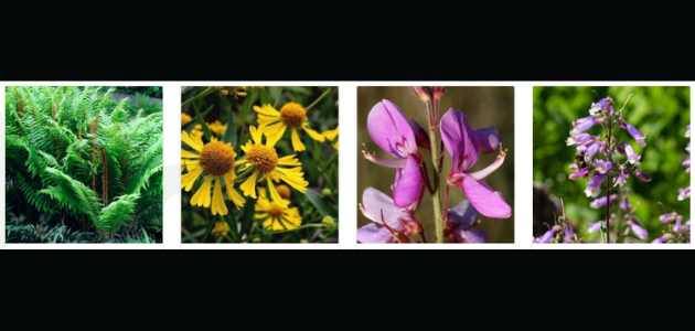Muskoka Conservancy’s native plant sale returns
