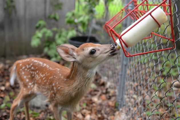Found a baby animal alone? Know when to help and when to leave it be