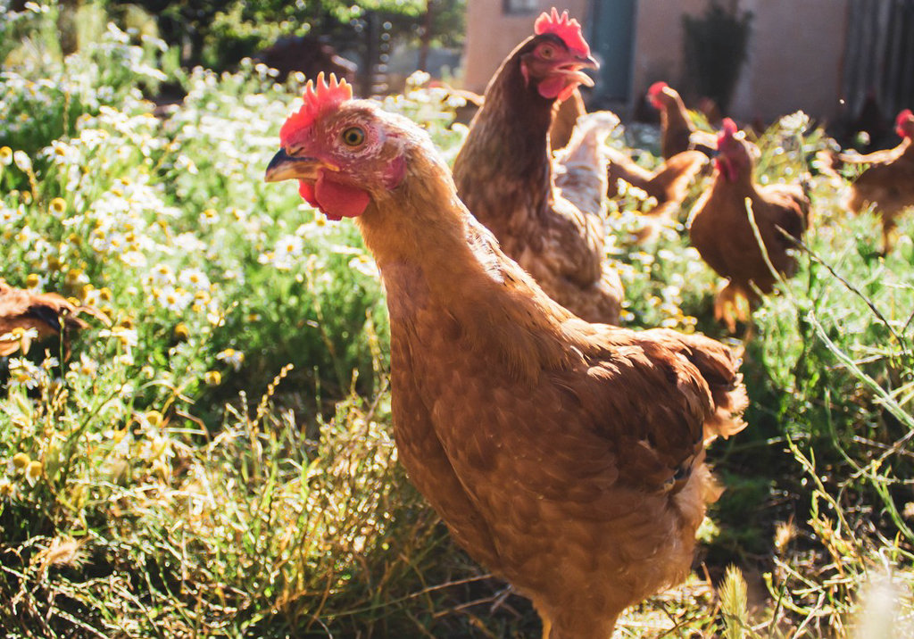 Chickens.jpg