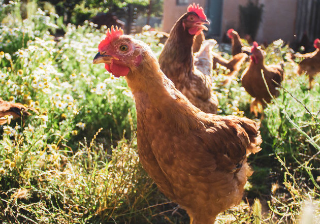 Township of Lake of Bays proposing updates to its hobby farm regulations