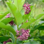 Town announces roadside mowing to begin July 13 while attempting to protect milkweed