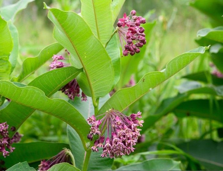 Milkweed-EDITED.jpg